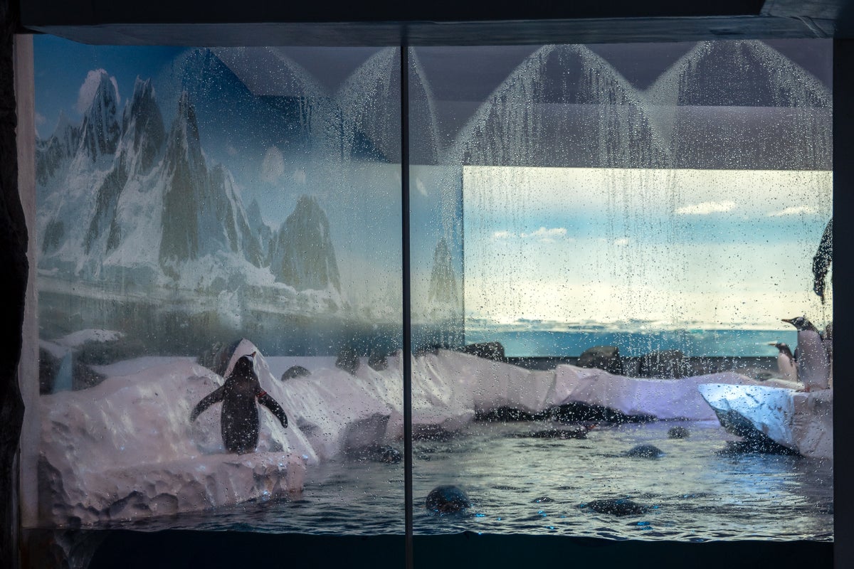 Controversial penguin exhibit closure date confirmed after backlash
