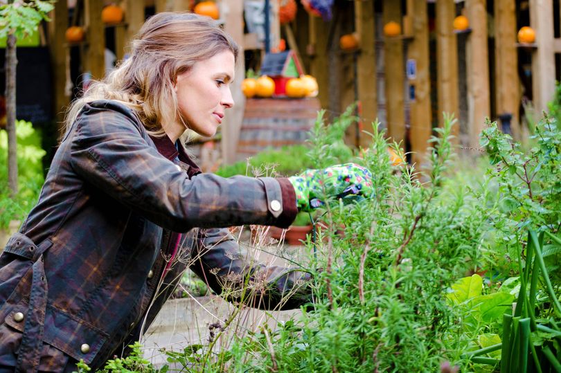 Gardeners urged to stop throwing away 1 food scrap as it can help ...