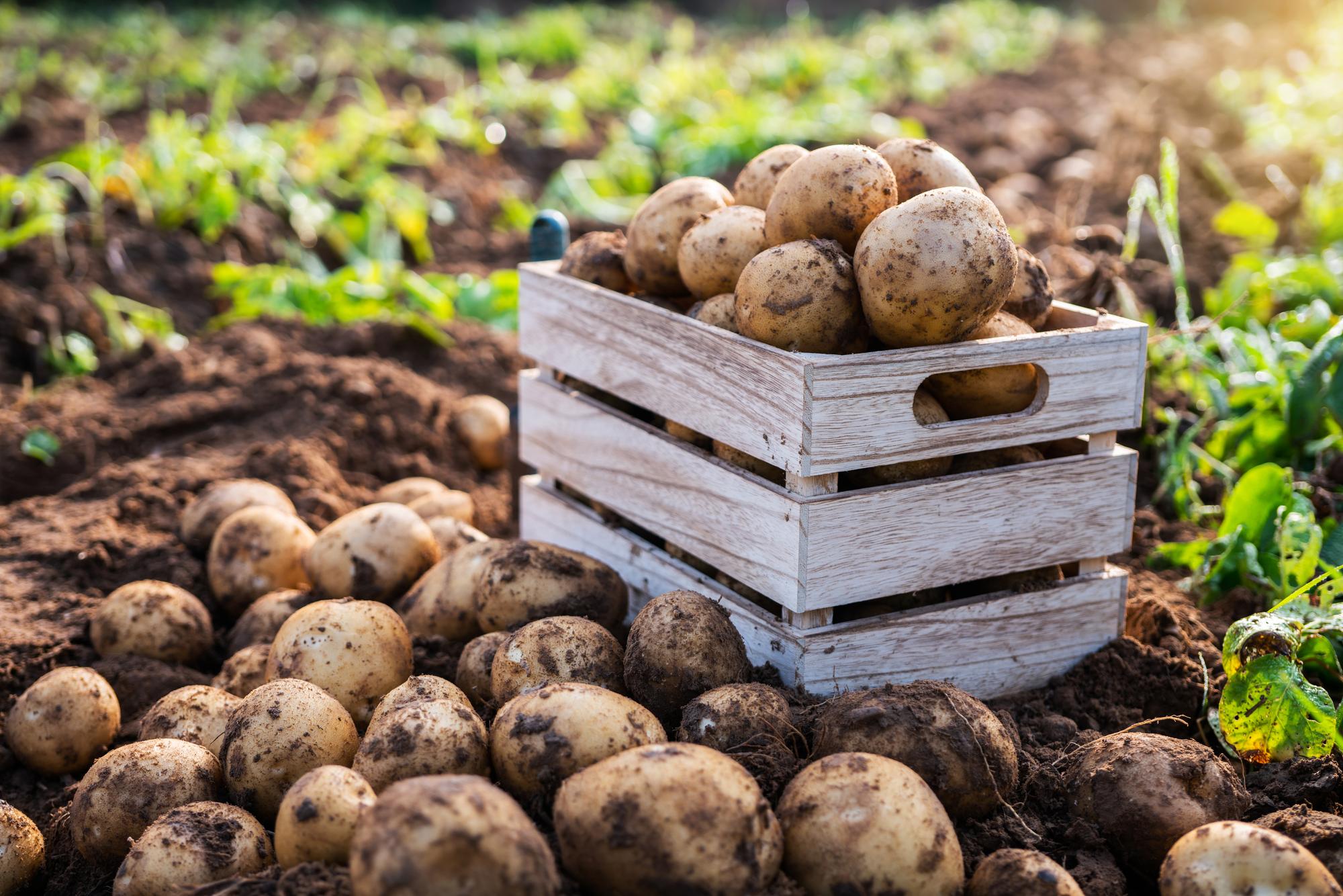 'Farmers are the foundation of our food supply chain' - UFU urges ...