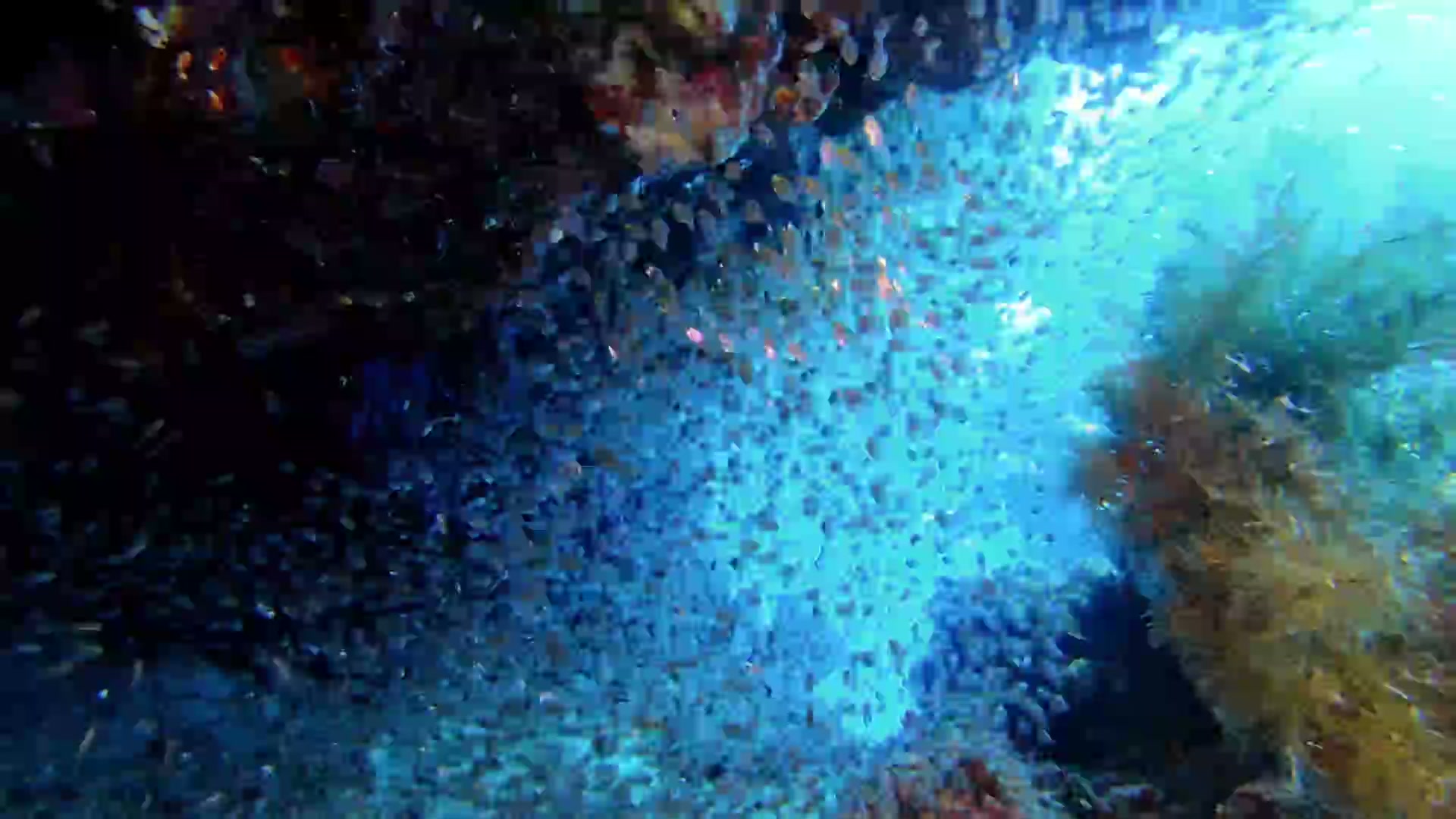 Headless fish breaks the laws of nature | The proof is out there