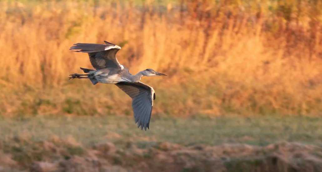 Rare sight: Gray heron documented in Maine for first time ever