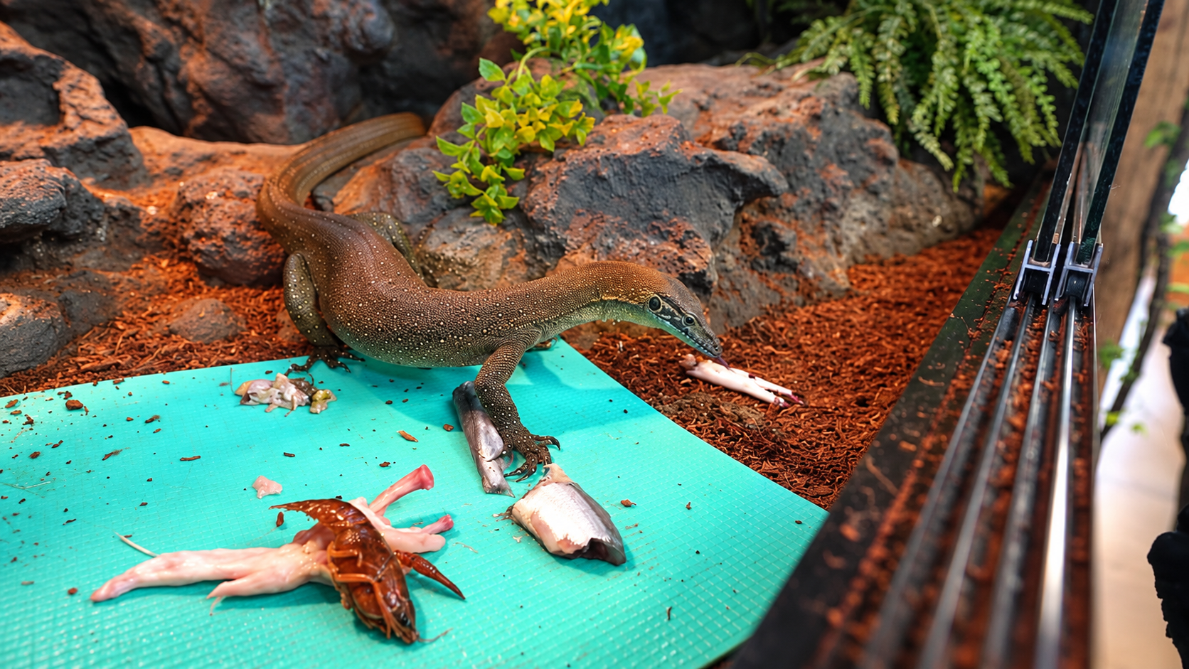 What monitor lizards choose to eat from a huge seafood platter