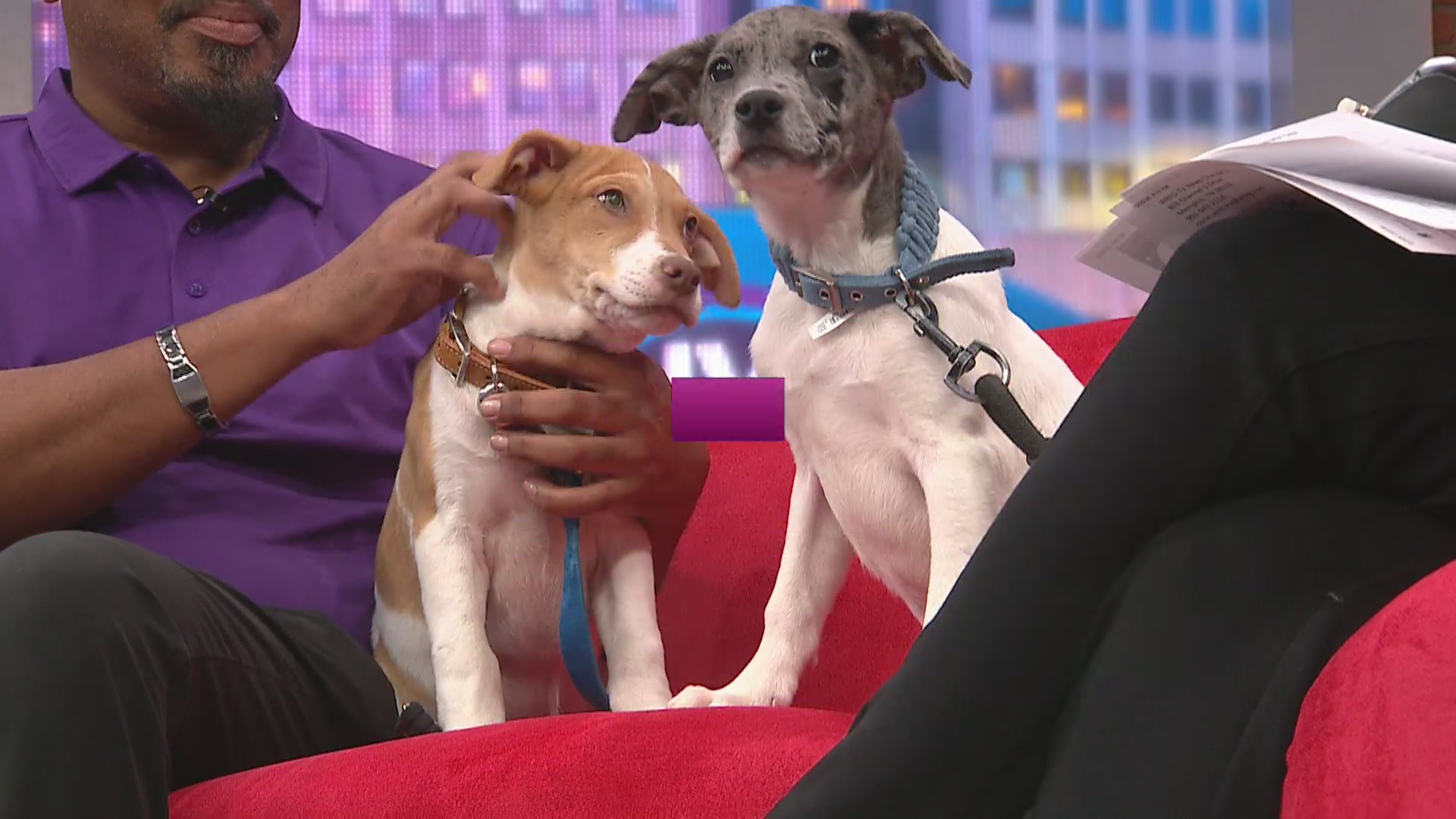 Boo & Sprout! Adoptable cuteness
