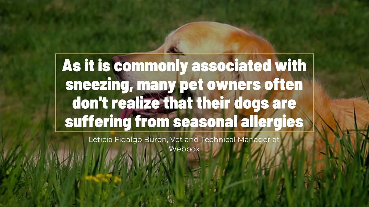 What to do if your dog suffers from hay fever