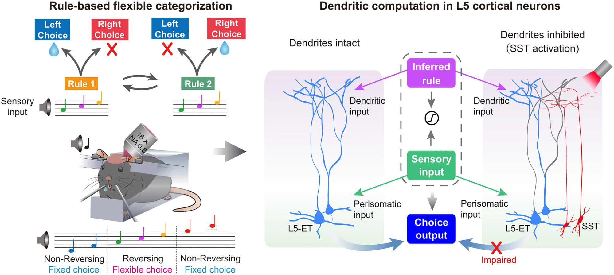 Chinese scientists find neurons may act as minicomputers that help ...