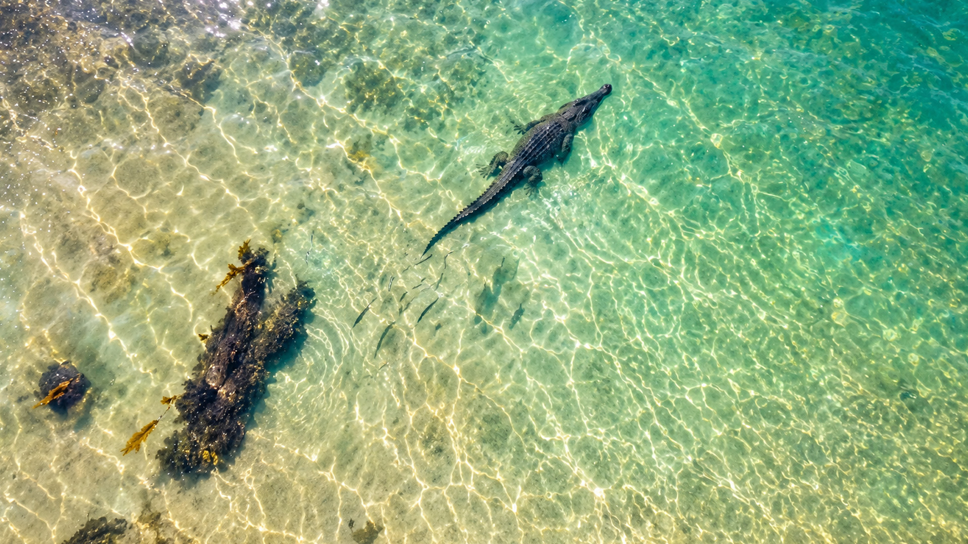 Un prédateur dangereux sous une eau turquoise et calme