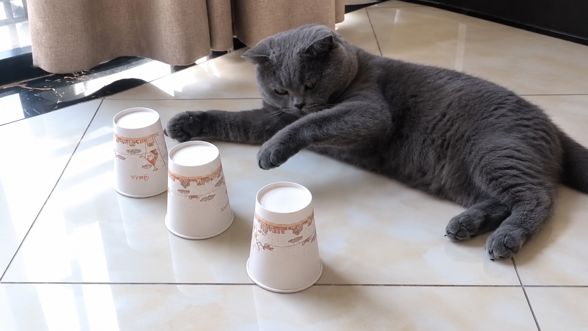 Gray Scottish fold cat reaches for paper cups