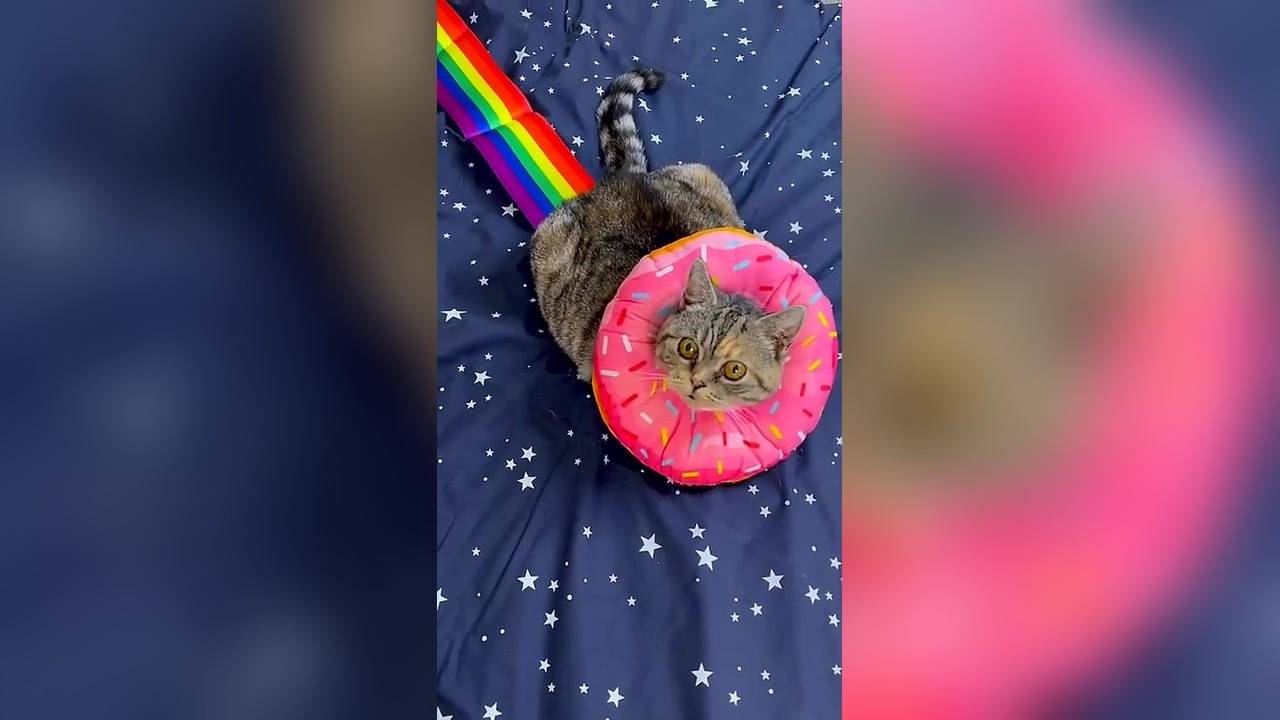 Half-asleep Chris turns his cat into a real-life Nyan Cat