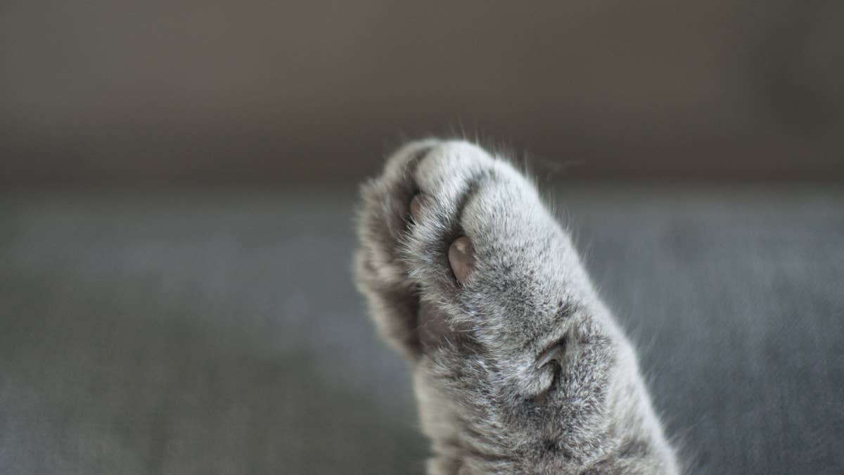 Fluffy litter of Maine Coon kittens look like the most adorable dust ...