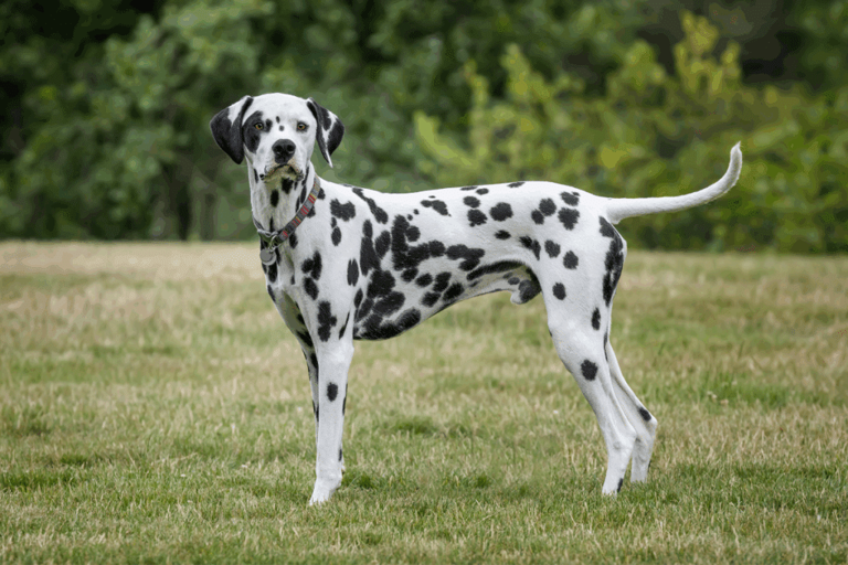 Você sabe quais são as raças dos cachorros da Patrulha Canina? Descubra