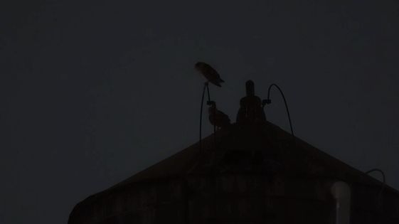 Barn owls hang out on Manhattan water tower in rare sighting