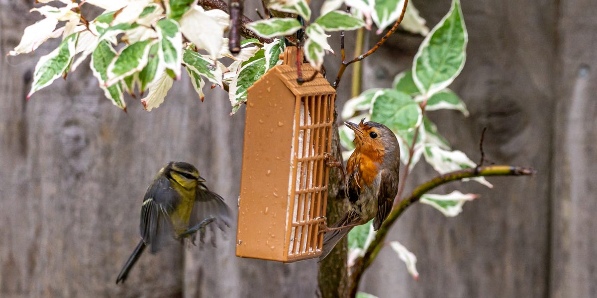 Do you need to take down your bird feeder before a storm? Experts weigh in