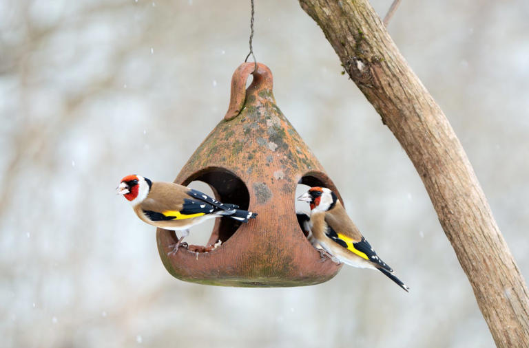 Do you need to take down your bird feeder before a storm? Experts weigh in