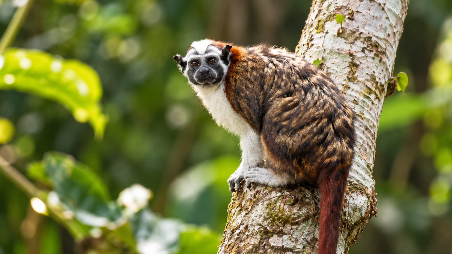 A tiny monkey with an unusual colorful coat