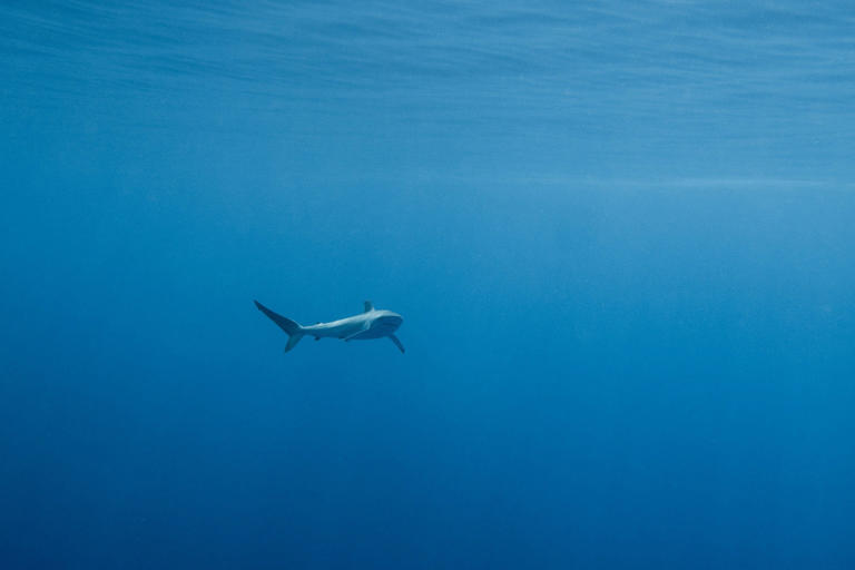 As silky sharks decline, Costa Rica’s dominant trade faces a reckoning