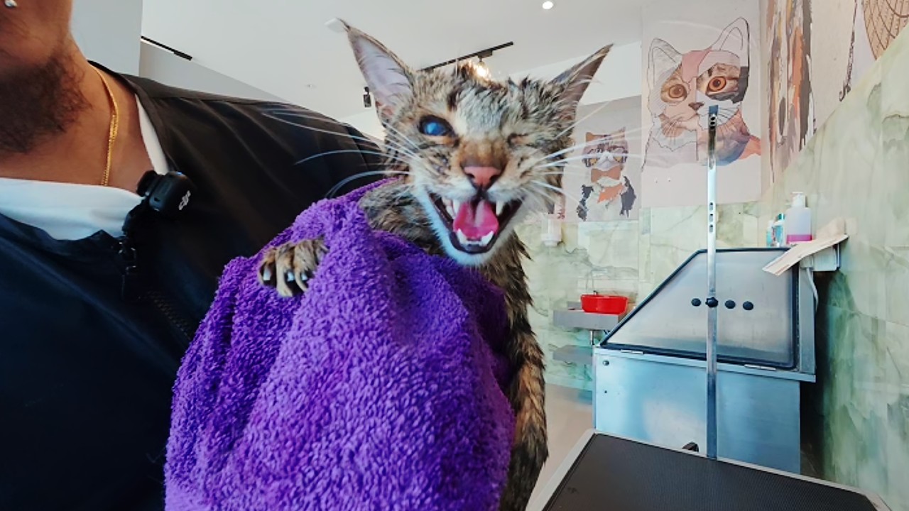 Stitch won’t stop meowing during his first groom 🙀