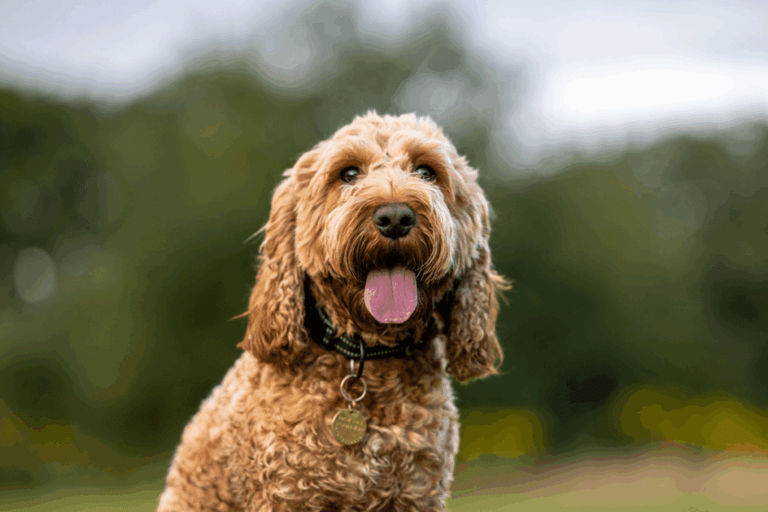 Você sabe quais são as raças dos cachorros da Patrulha Canina? Descubra