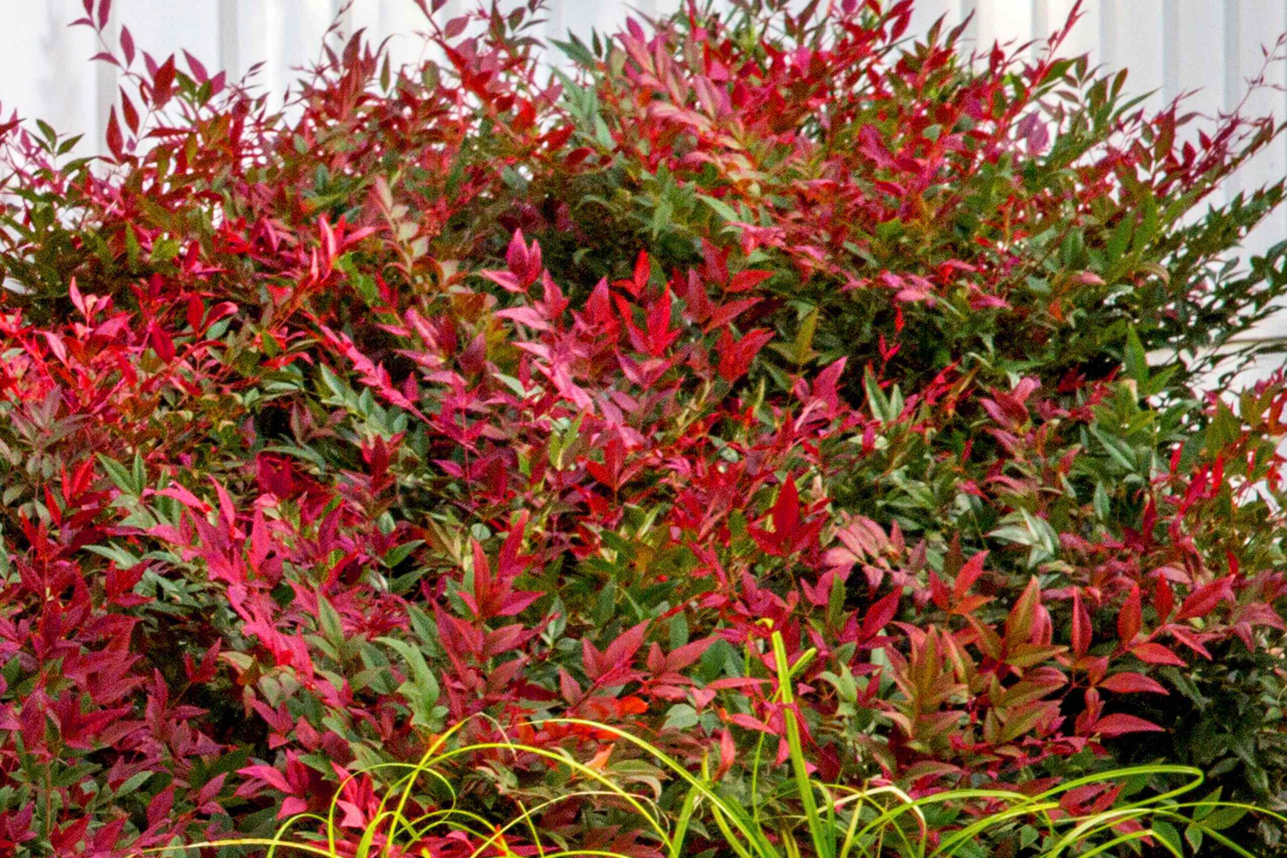 This non-invasive nandina is our new garden obsession