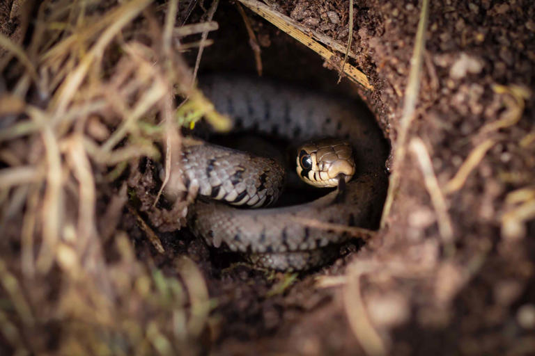 Should you fill in snake holes in your yard? The answer might surprise you