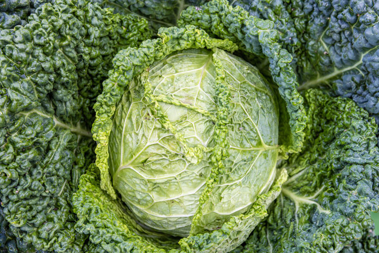 12 types of cabbage and how to use them beyond coleslaw