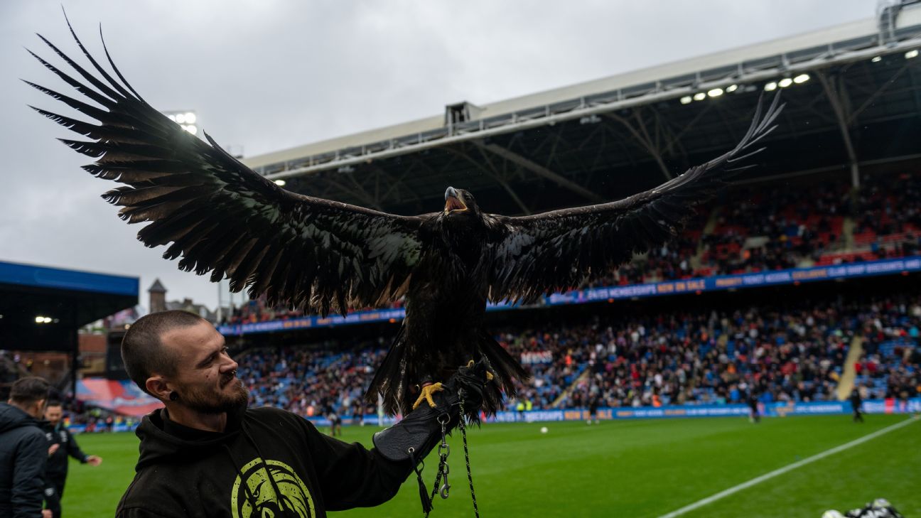 Animal rights group PETA call for Crystal Palace to retire bald eagle ...