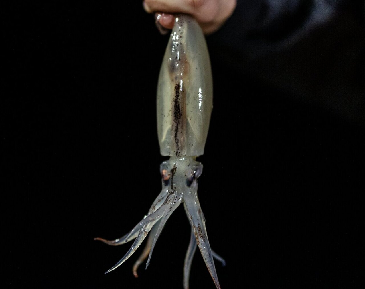 How a cold pulse in the Northwest Atlantic reshaped East Coast fisheries