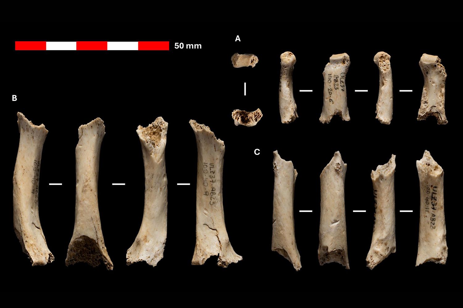Scientists find 46,000-year-old bone fragments in a cave, leading to ...