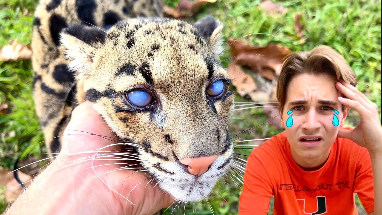 My cat is losing her vision! Can we help her?