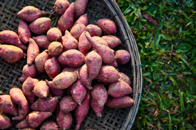 When to harvest sweet potatoes for the best flavor—and how to do it