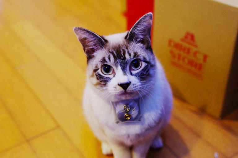 Cats and their owners seem to share a weird, hormonal connection