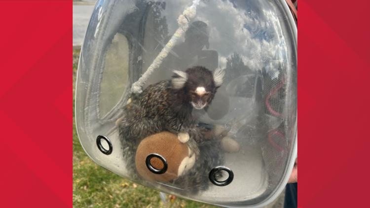 Buffalo man charged, accused of trying to sell marmoset