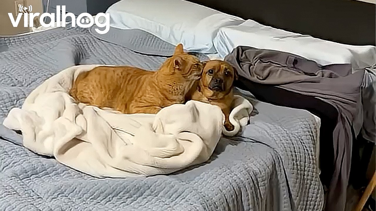 Confused dog gets an unexpected bath from a cat