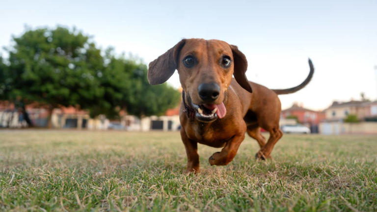 Urban Outfitters’ dachshund wall hooks turn dog-walk clutter into cute ...