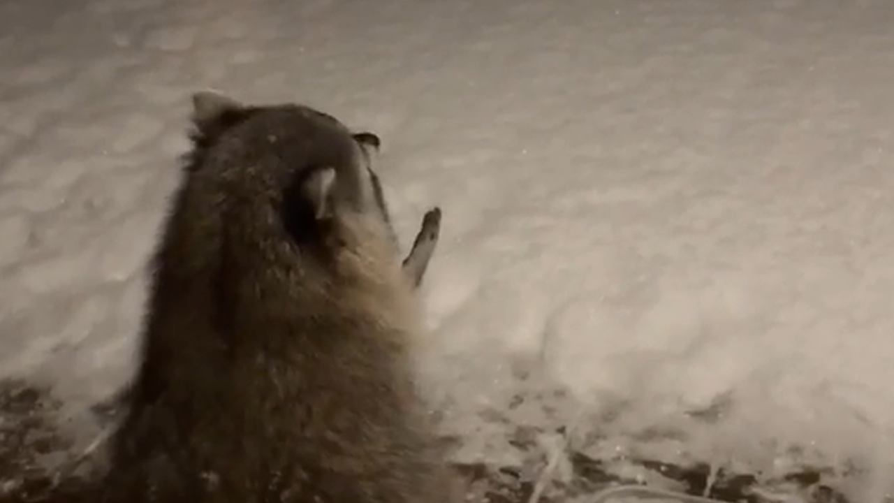 Heartwarming raccoon enjoys snowflakes in blissful moment