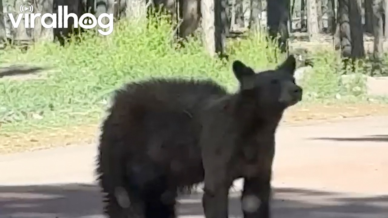 Shedding bear hilariously looks like it's wearing fuzzy pants