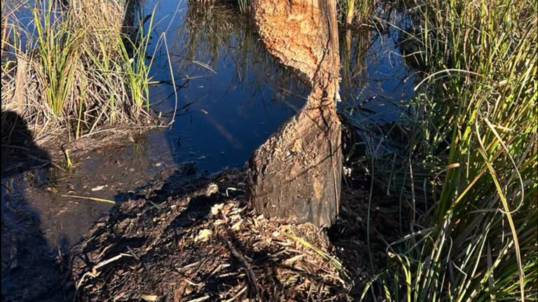 Power outage in Brainerd Lakes area was caused by beavers