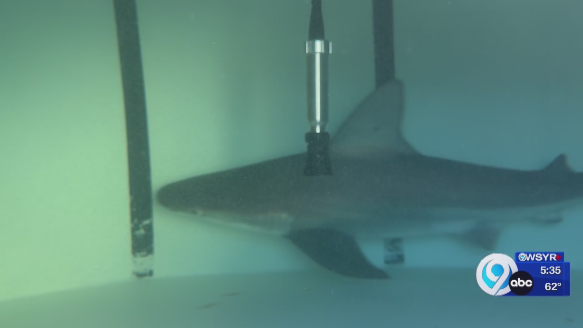 ZoOceanarium Group's Chris Davis says over 1,000 animals are at ...