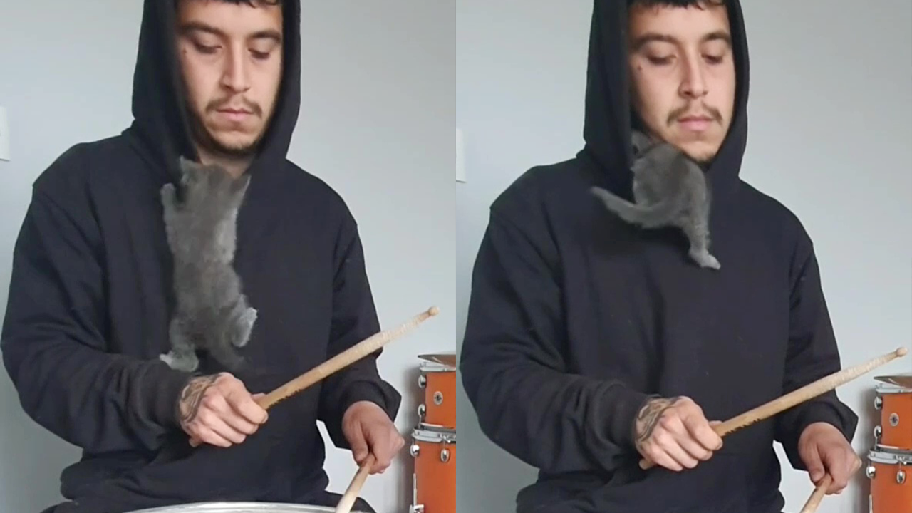 Kitten cutely climbs into owner's hoodie while he plays drums