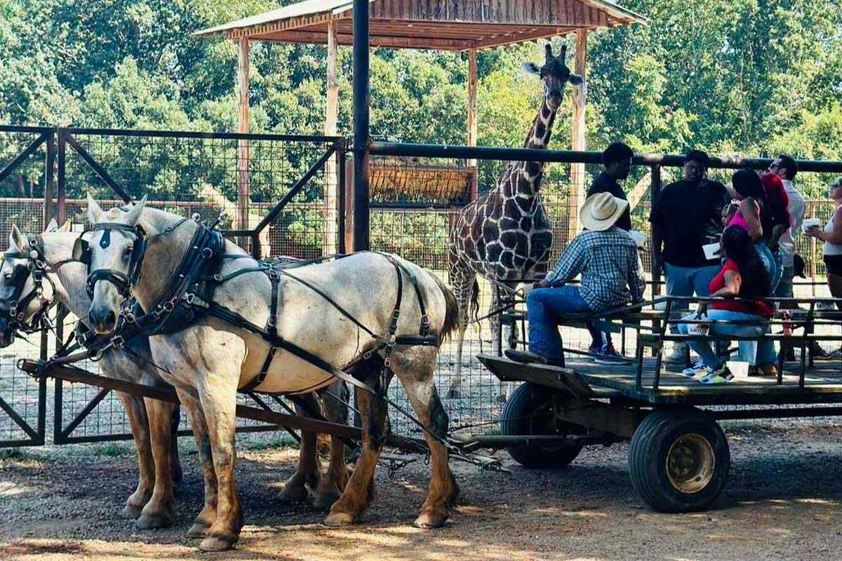 3 people injured after horses are spooked during wagon ride at drive ...