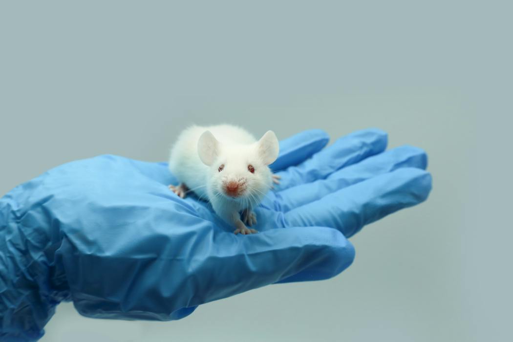 Scientists are growing human brain tissue in living mice – could this ...