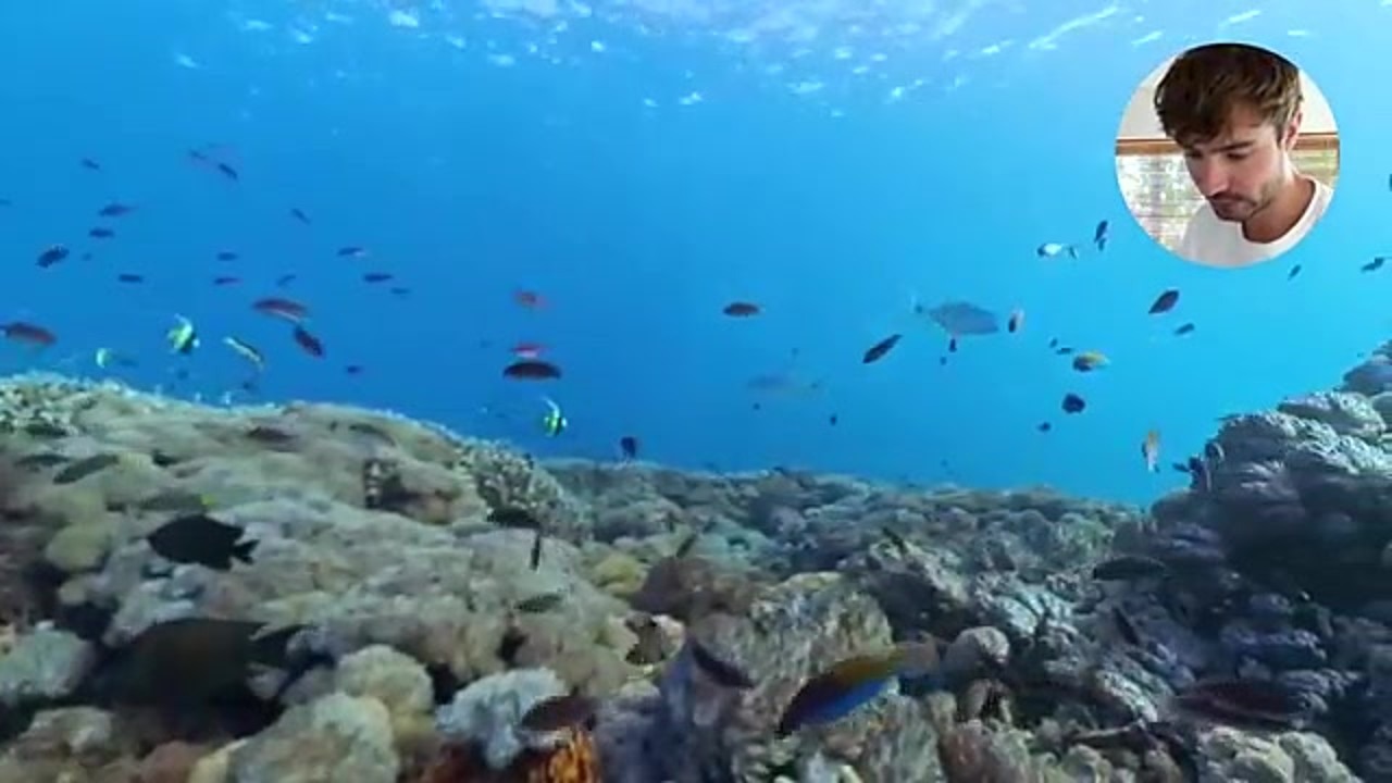 A longface emperor bites the camera, chews the pipe and changes color ...