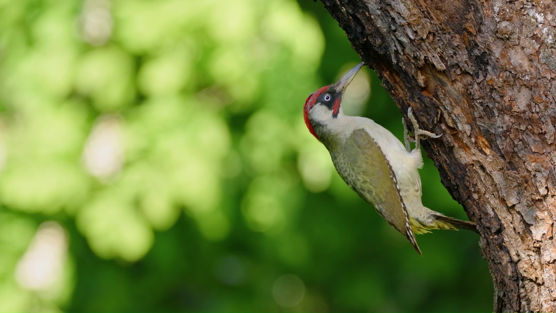 Rare Moment A Green Woodpecker Exploring A Tree Trunk