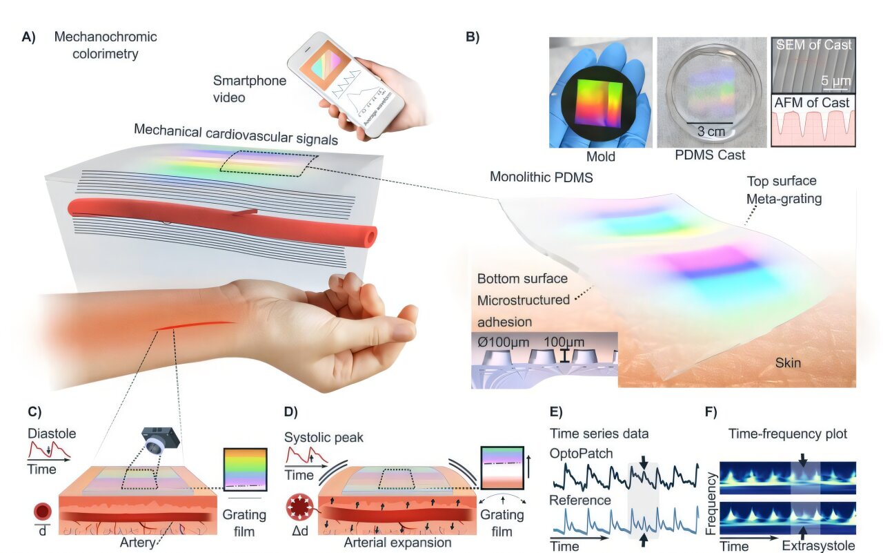 Octopus-inspired patch grips skin and reveals pulse through shifting colors
