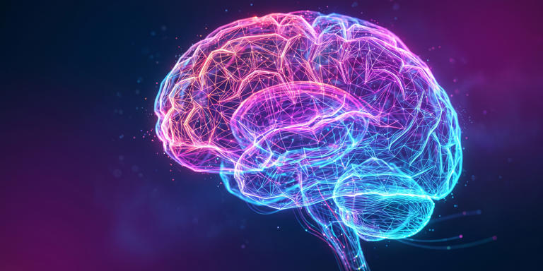 Brain scans map multiple low road fear pathways between the human ...
