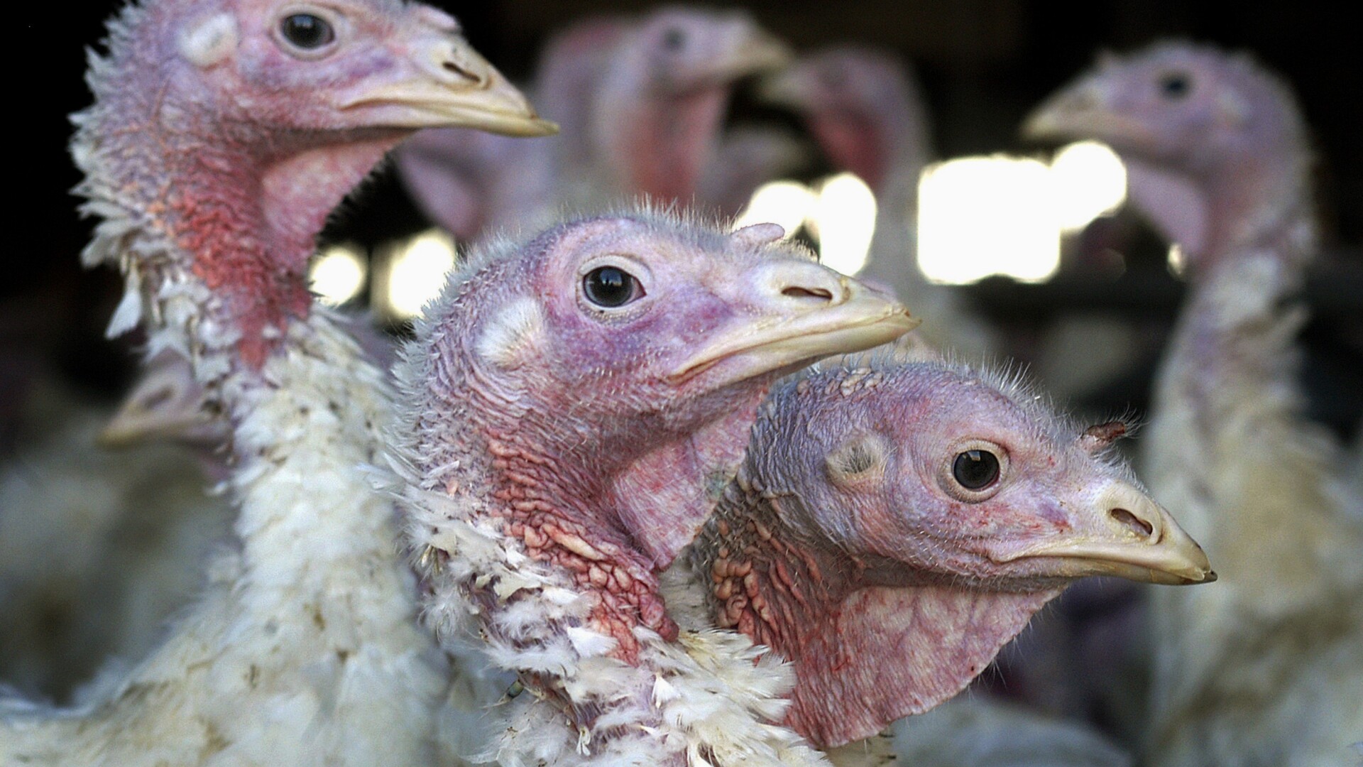 Bird flu detected in multiple Indiana counties, DNR says
