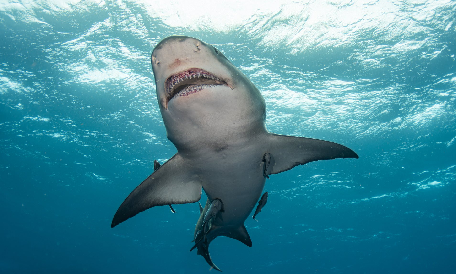 Shark kills woman swimming off popular South African beach