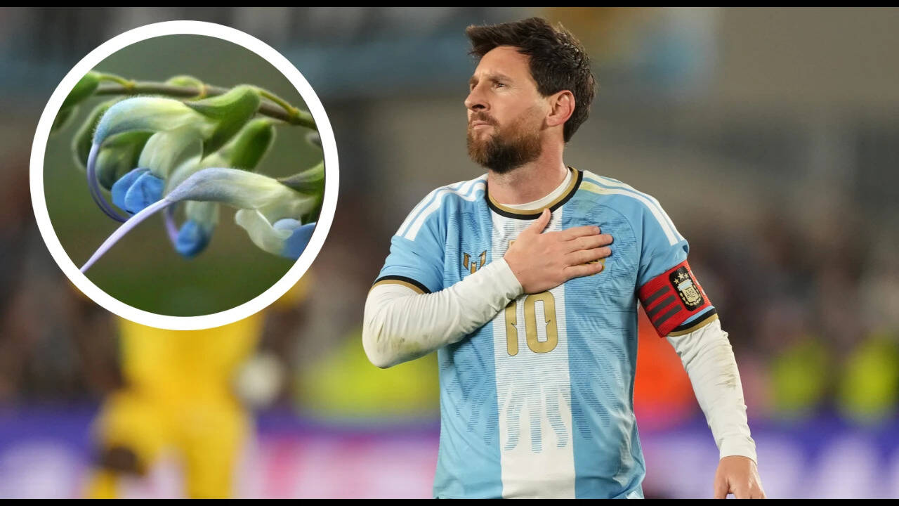 Lionel Messi breaks his own Guinness World Record with six species named after him