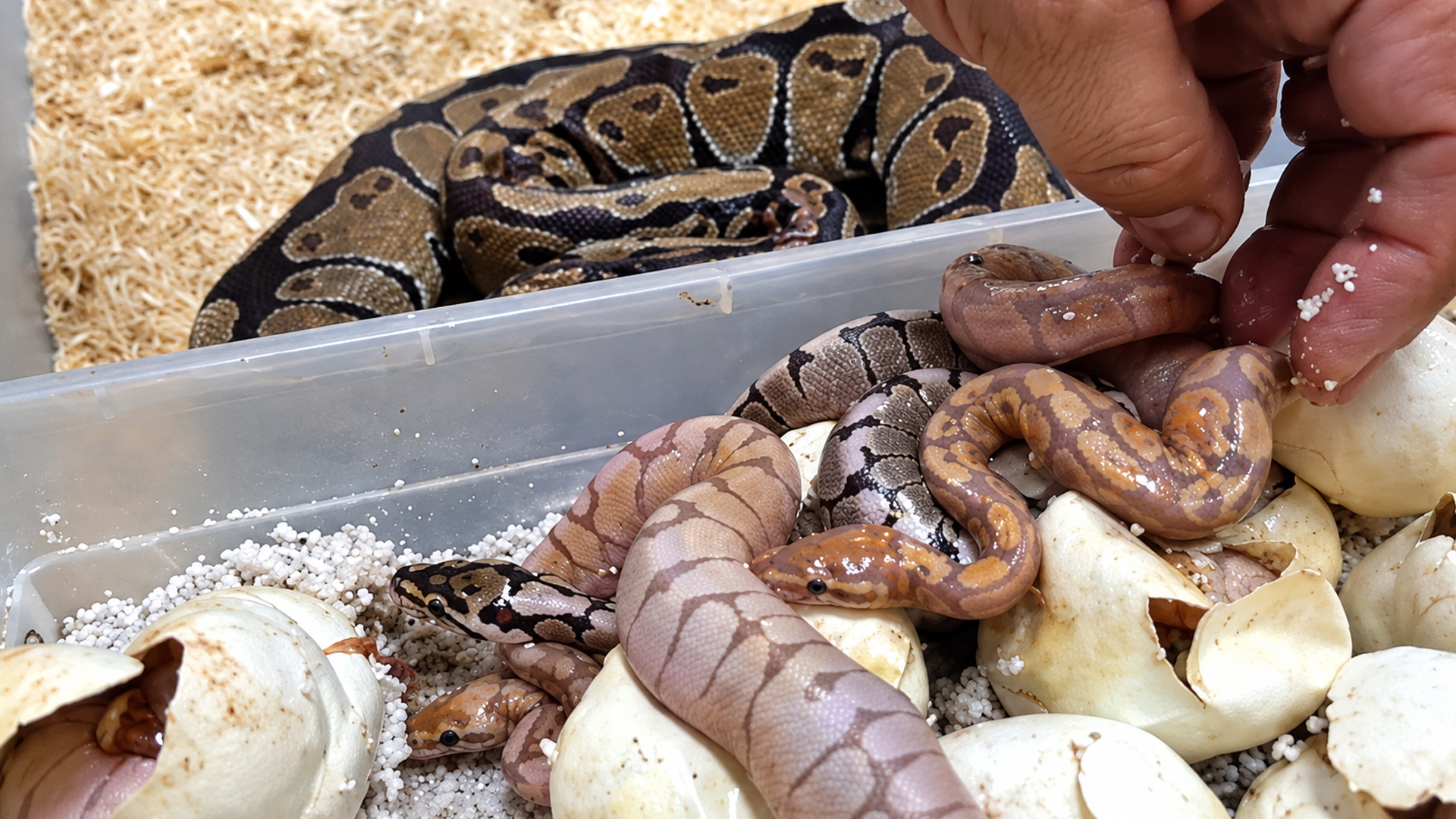 Normal python has potential to produce extraordinary babies