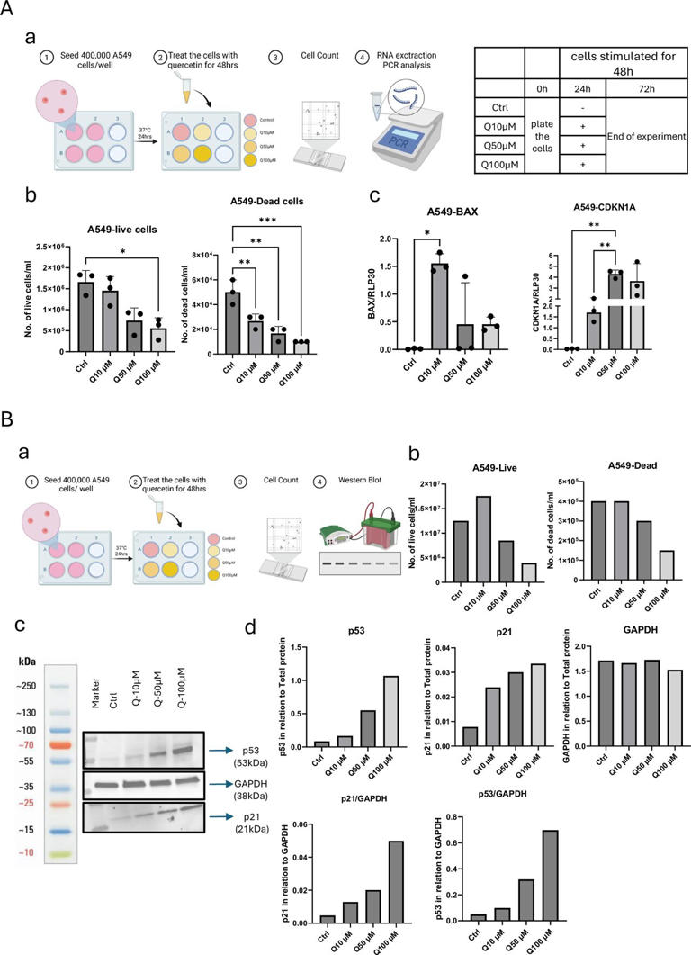 Flavonoid found in citrus slows lung cancer cell growth in lab tests