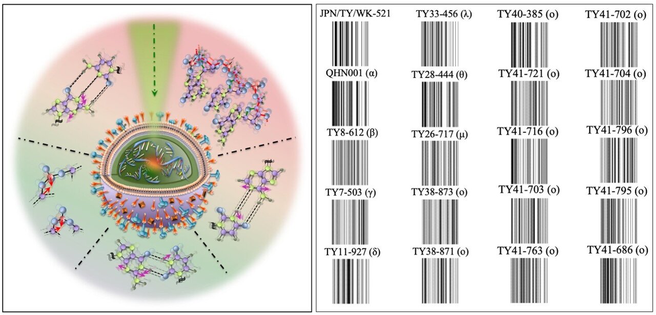 'Raman barcodes' distinguish 20 SARS-CoV-2 variants by their RNA ...